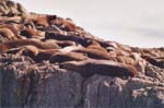 tierra del fuego - sea lions - 